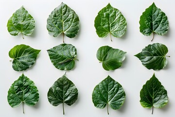 A bunch of green leaves sitting on top of a white surface