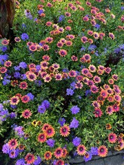 purple and pink flowers