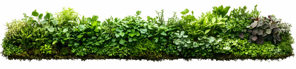Fototapeta premium Lush Green Foliage Wall, green leaves, plant wall, vertical garden, green plants, natural wall