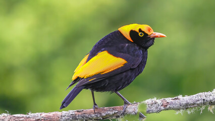 a rear view of a male regent bowerbird perching on a branch at o'reillys rainforest retreat in lamington national park of sth qld, australia