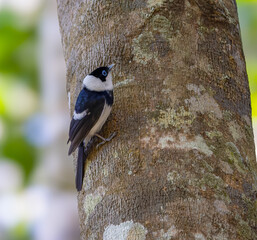 pied monarch perching on a tree trunk in the rainforest at lake eacham of nth qld, australia