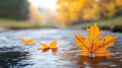 Autumn Foliage Floating on a Peaceful Stream with Vibrant Colors