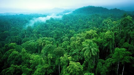 Obraz premium Lush Green Rainforest Landscape with Misty Background