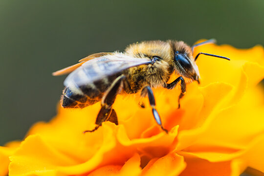 A close-up view of a bee collecting nectar from a vibrant orange flower in a sunny garden setting during springtime