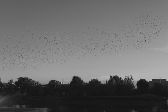 Parvada en un atardecer de Invierno