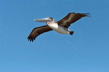 Pelican in Flight dumps while flying by.