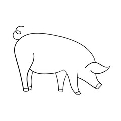 pig