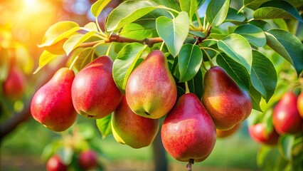 Obraz premium Sun-kissed Ripe Pears Hanging on a Branch, Their Skin Glowing with a Warm Red Hue, Reflecting the Golden Light of the Morning Sun