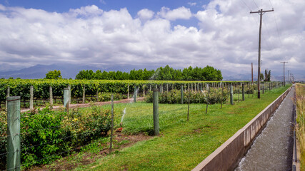 Obraz premium We see a beautiful image of a vine plantation, vineyards at the foot of the Andes, beautiful rows that are irrigated with meltwater, in the background the foothills and a cloudy sky, Mendoza Arg.