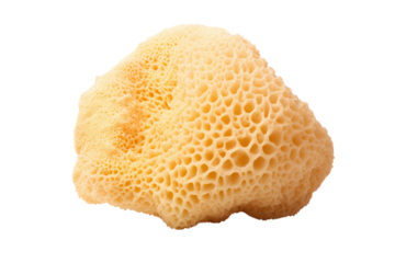 A soft, natural sea sponge displaying its intricate texture and pores against a pure white backdrop