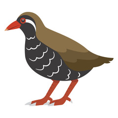 ヤンバルクイナのイラスト