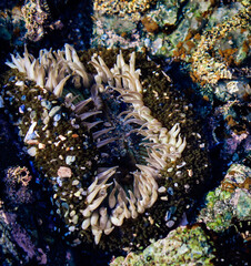 Sea anemone in tide pool
