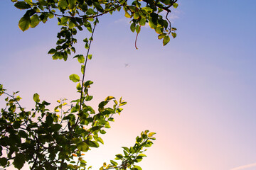 Aeroplane in the Setting Sky