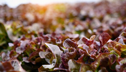 Salad farm vegetable red oak lettuce. Close up fresh organic hydroponic vegetable plantation produce red green salad hydroponic cultivate farm. Red oak lettuce salad in green Organic plantation Farm.