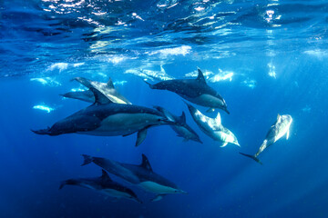 A graceful pod of common dolphins glides through the clear, blue waters off the coast of New South Wales, Australia, showcasing the harmony of ocean life.