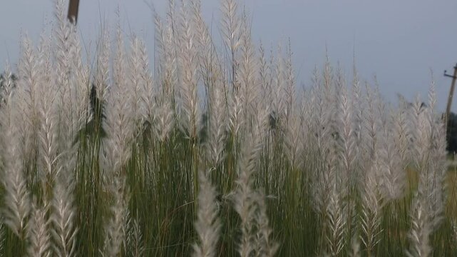 Wild Sugarcane or Kash Phool with Selective Focus, Also Known as Kans Grass, Saccharum Spontaneum