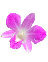 Obraz premium Cooktown Orchid isolated on white background.