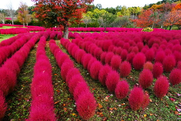 美しいゆにガーデンのコキア