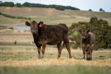 Close up of Angus and Murray Grey Cows eating pasture in Australia.