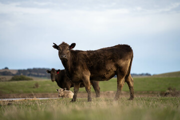 Close up of Angus and Murray Grey Cows eating pasture in Australia.