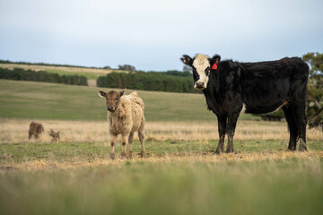 Obraz premium Close up of Angus and Murray Grey Cows eating pasture in Australia.