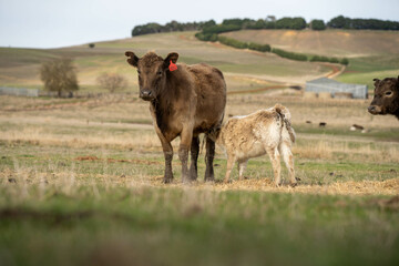 Close up of Angus and Murray Grey Cows eating pasture in Australia.