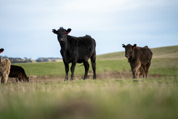 Close up of Angus and Murray Grey Cows eating pasture in Australia.