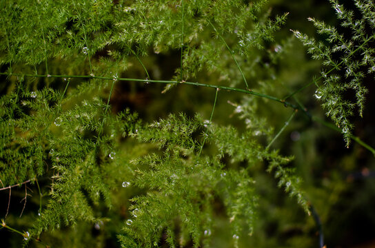 dew on the grass