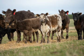 Close up of Angus and Murray Grey Cows eating pasture in Australia.
