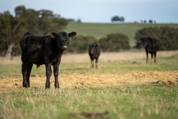 Close up of Angus and Murray Grey Cows eating pasture in Australia.