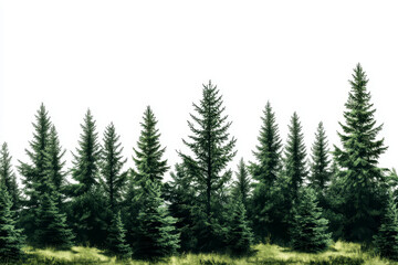 A group of lush evergreen pine trees with dense green foliage, standing tall and isolated against a white background.