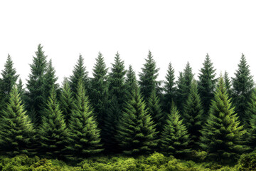 Fototapeta premium A group of lush evergreen pine trees with dense green foliage, standing tall and isolated against a white background.
