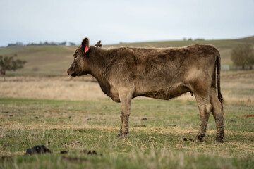 Close up of Angus and Murray Grey Cows eating pasture in Australia.