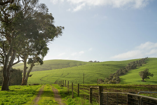 beautiful farming landscape with trees, green grass and rolling hills in australia, sustainable agriculture practice storing carbon