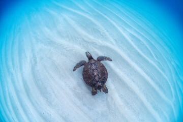 A sea turtle gracefully swims through the clear waters of Oahu, showcasing its natural beauty against a serene ocean backdrop