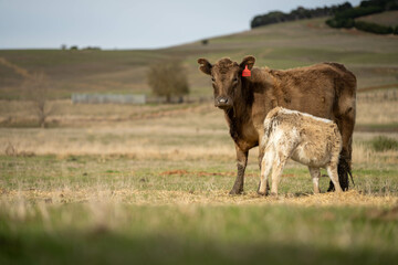 Close up of Angus and Murray Grey Cows eating pasture in Australia.
