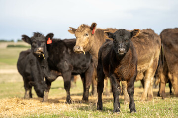 Close up of Angus and Murray Grey Cows eating pasture in Australia.