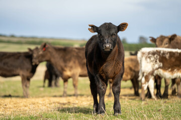 Close up of Angus and Murray Grey Cows eating pasture in Australia.