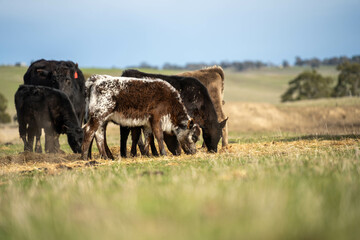 Close up of Angus and Murray Grey Cows eating pasture in Australia.