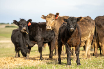 Close up of Angus and Murray Grey Cows eating pasture in Australia.