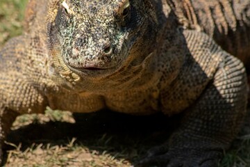 The ferocity of Komodo dragons when they eat their prey with their sharp teeth. strong jaw bite...