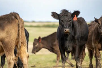 Close up of Angus and Murray Grey Cows eating pasture in Australia.