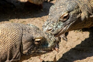 The ferocity of Komodo dragons when they eat their prey with their sharp teeth. strong jaw bite when eating prey with dripping saliva