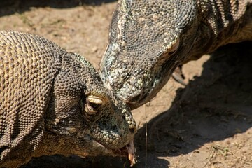 The ferocity of Komodo dragons when they eat their prey with their sharp teeth. strong jaw bite...