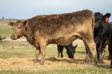 Close up of Angus and Murray Grey Cows eating pasture in Australia.