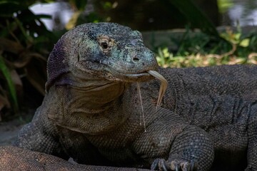 The ferocity of Komodo dragons when they eat their prey with their sharp teeth. strong jaw bite...