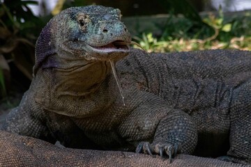 Fototapeta premium The ferocity of Komodo dragons when they eat their prey with their sharp teeth. strong jaw bite when eating prey with dripping saliva