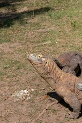 The ferocity of Komodo dragons when they eat their prey with their sharp teeth. strong jaw bite when eating prey with dripping saliva