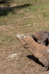 The ferocity of Komodo dragons when they eat their prey with their sharp teeth. strong jaw bite when eating prey with dripping saliva
