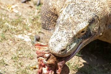The ferocity of Komodo dragons when they eat their prey with their sharp teeth. strong jaw bite when eating prey with dripping saliva